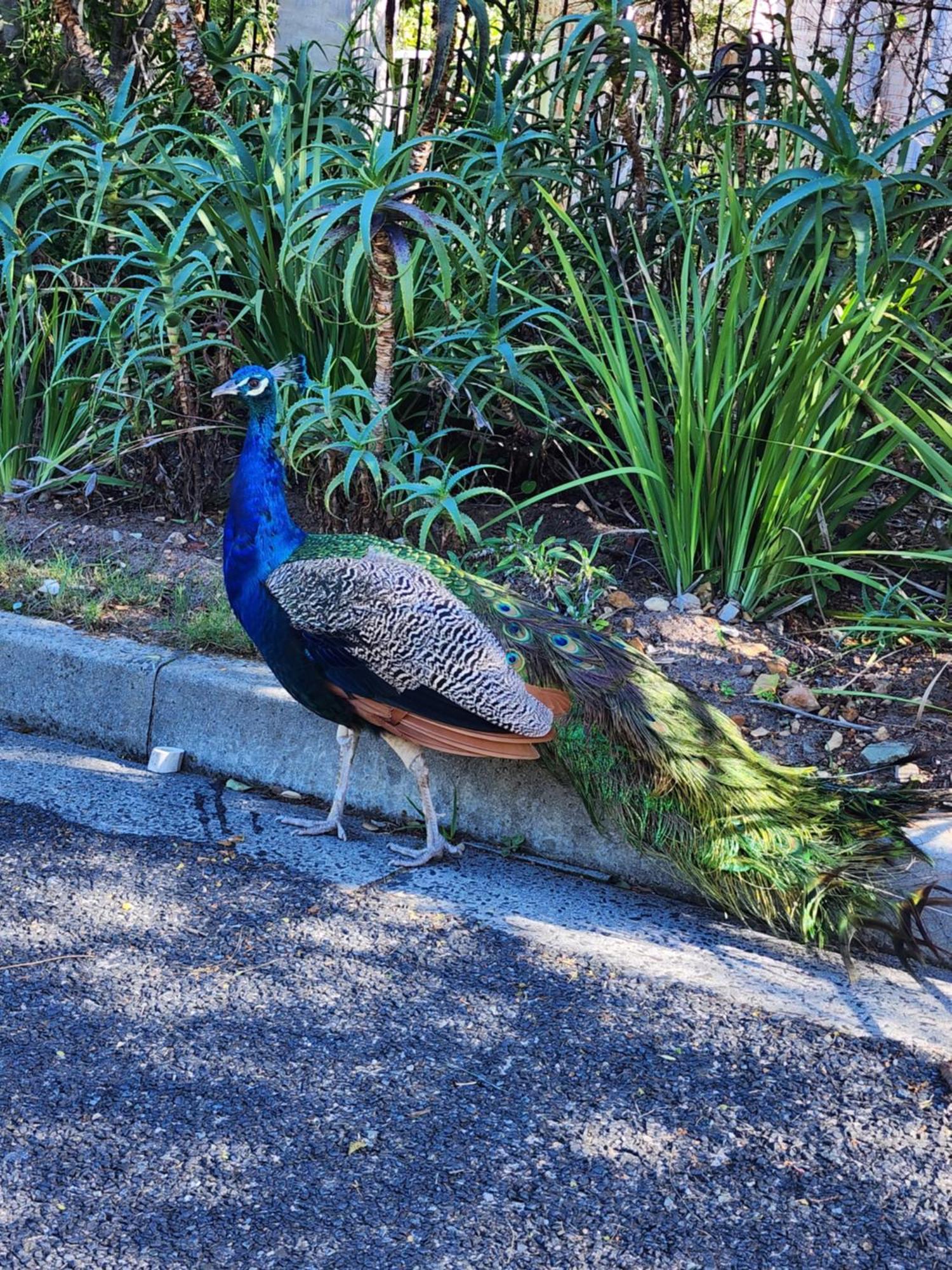 Boulders Blue Bed And Breakfast Simonʼs Town Buitenkant foto